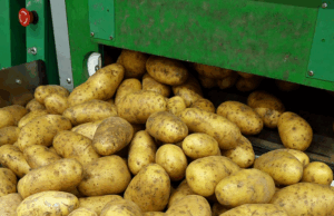 Iedereen heeft het in huis: zo blijven je aardappelen wekenlang vers