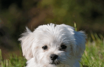 Voorkom boetes: vanaf 2028 nieuwe EU-regel voor honden en katten – dit moet je nu doen