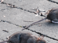 Geen rattenjacht meer in Amsterdam? Partij voor de Dieren wil van ongediertebestrijding af