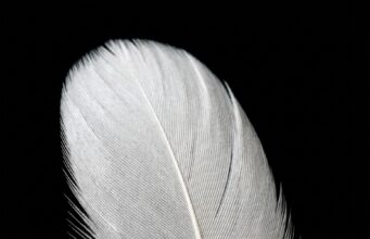 Herken deze 8 onmiskenbare tekenen dat een overleden dierbare contact met je zoekt