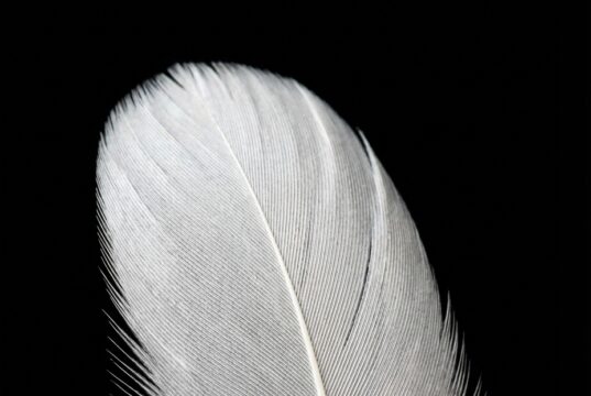 Herken deze 8 onmiskenbare tekenen dat een overleden dierbare contact met je zoekt