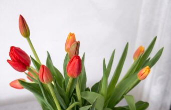 Voorkom hangende tulpen: maak deze simpele vaasfout nooit meer