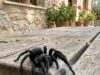 Reusachtige zwarte spin gesignaleerd in Nederland: hoe gevaarlijk is dit beest echt?