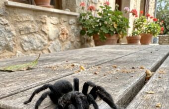 Reusachtige zwarte spin gesignaleerd in Nederland: hoe gevaarlijk is dit beest echt?