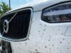 Dure middelen niet nodig: dit action-product van €1,29 verwijdert dode insecten razendsnel van je auto