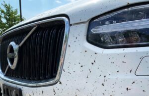Dure middelen niet nodig: dit action-product van €1,29 verwijdert dode insecten razendsnel van je auto