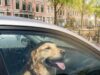 Hond of kind in bloedhete auto: mag je de ruit inslaan en wat zijn je rechten en risico’s?