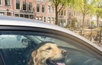 Hond of kind in bloedhete auto: mag je de ruit inslaan en wat zijn je rechten en risico’s?