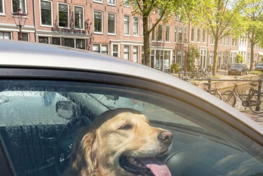 Hond of kind in bloedhete auto: mag je de ruit inslaan en wat zijn je rechten en risico’s?