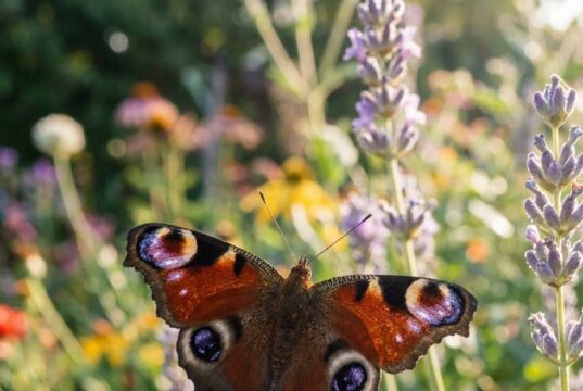 Waarom je ineens zoveel vlinders ziet: de onverwachte verklaring